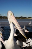 Animal;Animals;Aquatic-bird;Aquatic-birds;Australasian;Australia;Australian;Australian-Pelican;Australian-Pelicans;avian;beak;bill;bird;bird-watching;bird_watching;birds;eco-tourism;eco_tourism;ecotourism;Fauna;Feather;Feeding-the-Pelicans;Marine-bird;Marine-birds;N.S.W.;Natural;Nature;New-South-Wales;NSW;Oceania;Ornithology;Pelecanus-conspicillatus;Pelican;Pelicans;The-Entrance;water;wild;Wildlife;Zoology