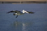 Animal;Animals;Aquatic-bird;Aquatic-birds;Australasian;Australia;Australian;Australian-Pelican;Australian-Pelicans;avian;beak;bill;bird;bird-watching;bird_watching;birds;eco-tourism;eco_tourism;ecotourism;Fauna;Feather;flight;fly;flying;Marine-bird;Marine-birds;N.S.W.;Natural;Nature;New-South-Wales;NSW;Oceania;Ornithology;Pelecanus-conspicillatus;Pelican;Pelicans;The-Entrance;water;wild;Wildlife;Zoology