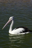 Animal;Animals;Aquatic-bird;Aquatic-birds;Australasian;Australia;Australian;Australian-Pelican;Australian-Pelicans;avian;beak;bill;bird;bird-watching;bird_watching;birds;eco-tourism;eco_tourism;ecotourism;Fauna;Feather;Marine-bird;Marine-birds;N.S.W.;Natural;Nature;New-South-Wales;NSW;Oceania;Ornithology;Pelecanus-conspicillatus;Pelican;Pelicans;The-Entrance;water;wild;Wildlife;Zoology