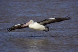 Animal;Animals;Aquatic-bird;Aquatic-birds;Australasian;Australia;Australian;Australian-Pelican;Australian-Pelicans;avian;beak;bill;bird;bird-watching;bird_watching;birds;eco-tourism;eco_tourism;ecotourism;Fauna;Feather;flight;fly;flying;Marine-bird;Marine-birds;N.S.W.;Natural;Nature;New-South-Wales;NSW;Oceania;Ornithology;Pelecanus-conspicillatus;Pelican;Pelicans;The-Entrance;water;wild;Wildlife;Zoology