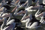 Animal;Animals;Aquatic-bird;Aquatic-birds;Australasian;Australia;Australian;Australian-Pelican;Australian-Pelicans;avian;beak;bill;bird;bird-watching;bird_watching;birds;crowd;eco-tourism;eco_tourism;ecotourism;Fauna;Feather;Feeding-the-Pelicans;flock;flocks;group;lots;many;Marine-bird;Marine-birds;N.S.W.;Natural;Nature;New-South-Wales;NSW;Oceania;Ornithology;Pelecanus-conspicillatus;Pelican;Pelicans;The-Entrance;water;wild;Wildlife;Zoology