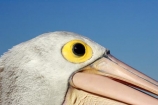 Animal;Animals;Aquatic-bird;Aquatic-birds;Australasian;Australia;Australian;Australian-Pelican;Australian-Pelicans;avian;beak;bill;bills;bird;bird-watching;bird_watching;birds;close-up;close_up;eco-tourism;eco_tourism;ecotourism;eye;eyes;Fauna;Feather;Marine-bird;Marine-birds;N.S.W.;Natural;Nature;New-South-Wales;NSW;Oceania;Ornithology;Pelecanus-conspicillatus;Pelican;Pelicans;The-Entrance;water;wild;Wildlife;Zoology