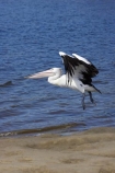 Animal;Animals;Aquatic-bird;Aquatic-birds;Australasian;Australia;Australian;Australian-pelican;avian;beak;bill;bird;bird-watching;bird_watching;birds;eco-tourism;eco_tourism;ecotourism;Evans-Head;Fauna;Feather;flight;fly;flying;Marine-bird;Marine-birds;N.S.W.;Natural;Nature;New-South-Wales;NSW;Oceania;Ornithology;Pelecanus-conspicillatus;Pelican;Pelicans;water;wild;Wildlife;Wing;Zoology