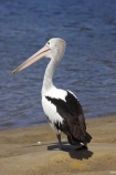 Animal;Animals;Aquatic-bird;Aquatic-birds;Australasian;Australia;Australian;Australian-pelican;avian;beak;bill;bird;bird-watching;bird_watching;birds;boutique;boutiques;commerce;commercial;eco-tourism;eco_tourism;ecotourism;Evans-Head;Fauna;Feather;Marine-bird;Marine-birds;N.S.W.;Natural;Nature;New-South-Wales;NSW;Oceania;Ornithology;Pelecanus-conspicillatus;Pelican;Pelicans;retail;retail-store;retailer;retailers;shop;shopper;shoppers;shopping;shops;steet-scene;store;stores;street-scene;street-scenes;water;wild;Wildlife;Wing;Zoology