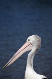 Animal;Animals;Aquatic-bird;Aquatic-birds;Australasian;Australia;Australian;Australian-pelican;avian;beak;bill;bird;bird-watching;bird_watching;birds;eco-tourism;eco_tourism;ecotourism;Evans-Head;Fauna;Feather;Marine-bird;Marine-birds;N.S.W.;Natural;Nature;New-South-Wales;NSW;Oceania;Ornithology;Pelecanus-conspicillatus;Pelican;Pelicans;water;wild;Wildlife;Wing;Zoology
