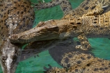 Australasian;Australia;Australian;croc;Crocodylus-Porosus;Crocosaurus-Cove;crocs;Darwin;N.T.;Northern-Territory;NT;reptile;reptiles;Saltwater-Crocodile;saltwater-crocodiles;salty;Top-End