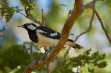 Animal;animals;Australasian;Australia;Australian;Avian;bird;bird-watching;bird_watching;birds;black-amp;-white;black-and-white;Darwin;East-Point;East-Point-Recreation-Reserve;East-Point-Reserve;eco-tourism;eco_tourism;ecotourism;Fauna;Grallina-cyanoleuca;Magpie-lark;Magpie-larks;Magpie_lark;Magpie_larks;N.T.;Natural;Nature;neglecta;Northern-Territory;NT;Ornithology;peewee;Top-End;wild;Wildlife;Wing