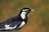 Animal;animals;Australasian;Australia;Australian;Avian;bird;bird-watching;bird_watching;birds;black-amp;-white;black-and-white;Darwin;East-Point;East-Point-Recreation-Reserve;East-Point-Reserve;eco-tourism;eco_tourism;ecotourism;Fauna;N.T.;Natural;Nature;neglecta;Northern-Territory;NT;Ornithology;Top-End;wild;Wildlife;Wing