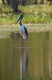 Animal;animals;Australia;Australian;Avian;Beak;billabong;billabongs;bird;bird-watching;bird_watching;birds;Black_necked-stork;calm;eco-tourism;eco_tourism;ecotourism;Ephippiorhynchus-asiaticus;Fauna;flood-plain;flood-plains;floodplain;floodplains;Gagadju;Jabiru;Jabirus;Kakadu;Kakadu-billabong;Kakadu-billabongs;Kakadu-flood-plain;Kakadu-flood-plains;Kakadu-floodplain;Kakadu-floodplains;Kakadu-N.P.;Kakadu-National-Park;Kakadu-NP;Kakadu-wetland;Kakadu-wetlands;N.T.;national-parks;Natural;Nature;Northern-Territory;NT;Ornithology;placid;quiet;reflection;reflections;serene;smooth;still;Top-End;tranquil;UN-world-heritage-area;UN-world-heritage-site;UNESCO-World-Heritage-area;UNESCO-World-Heritage-Site;united-nations-world-heritage-area;united-nations-world-heritage-site;water;wetland;wetlands;wild;wildlife;world-heritage;world-heritage-area;world-heritage-areas;World-Heritage-Park;World-Heritage-site;World-Heritage-Sites;Yellow-Water;Yellow-Water-Billabong;Yellow-Water-Wetland;Yellow-Water-Wetlands