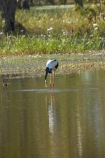 Animal;animals;Australia;Australian;Avian;Beak;billabong;billabongs;bird;bird-watching;bird_watching;birds;Black_necked-stork;calm;eco-tourism;eco_tourism;ecotourism;Ephippiorhynchus-asiaticus;Fauna;flood-plain;flood-plains;floodplain;floodplains;Gagadju;Jabiru;Jabirus;Kakadu;Kakadu-billabong;Kakadu-billabongs;Kakadu-flood-plain;Kakadu-flood-plains;Kakadu-floodplain;Kakadu-floodplains;Kakadu-N.P.;Kakadu-National-Park;Kakadu-NP;Kakadu-wetland;Kakadu-wetlands;N.T.;national-parks;Natural;Nature;Northern-Territory;NT;Ornithology;placid;quiet;reflection;reflections;serene;smooth;still;Top-End;tranquil;UN-world-heritage-area;UN-world-heritage-site;UNESCO-World-Heritage-area;UNESCO-World-Heritage-Site;united-nations-world-heritage-area;united-nations-world-heritage-site;water;wetland;wetlands;wild;wildlife;world-heritage;world-heritage-area;world-heritage-areas;World-Heritage-Park;World-Heritage-site;World-Heritage-Sites;Yellow-Water;Yellow-Water-Billabong;Yellow-Water-Wetland;Yellow-Water-Wetlands