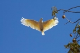 Animal;animals;Australasian;Australia;Australian;avian;Bare_eyed-Cockatoo;Beak;bird;bird-watching;bird_watching;birds;Cacatua-sanguinea;Cacatua-sanguinea-sanguinea;Cacatuidae;Cacatuinae;cockatoo;cockatoos;Derby;eco-tourism;eco_tourism;ecotourism;Fauna;Feather;flight;fly;flying;Kimberley;Kimberley-Region;Little-Corella;Little-Corellas;Natural;Nature;Ornithology;The-Kimberley;W.A.;WA;West-Australia;Western-Australia;white-cockatoo;wild;Wildlife;Wing