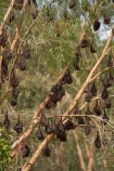 Australasia;Australia;bat;bats;fruit-bat;fruit-bats;Katherine;Katherine-Gorge;Katherine-Gorge-National-Park;mammal;mammals;N.T.;national-park;national-parks;Nitmiluk-N.P.;Nitmiluk-National-Park;Nitmiluk-NP;Northern-Territory;NT;Top-End