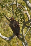 Animal;animals;Aquila-audax;arid;Australasia;Australia;Australian;Australian-Desert;Australian-Deserts;Australian-Outback;avian;back-country;backcountry;Beak;bird;bird-of-prey;bird-watching;bird_watching;birds;birds-of-prey;eco-tourism;eco_tourism;ecotourism;Fauna;N.T.;native;Natural;Nature;Northern-Territory;NT;Ornithology;Outback;predator;predators;Top-End;Victoria-Highway;Wedge-Taikled-Eagle;wild;wildlife;wing;wings