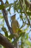 Animal;animals;Australasia;Australia;Avian;bird;bird-watching;bird_watching;birds;Bowerbird;Bowerbirds;Chlamydera-nuchalis;eco-tourism;eco_tourism;ecotourism;Fauna;Great-Bowerbird;Great-Bowerbirds;Katherine;Katherine-Gorge;Katherine-Gorge-National-Park;N.T.;national-park;national-parks;Natural;Nature;Nitmiluk-N.P.;Nitmiluk-National-Park;Nitmiluk-NP;Northern-Territory;NT;Ornithology;Top-End;wild;Wildlife