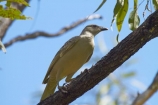 Animal;animals;Australasia;Australia;Avian;bird;bird-watching;bird_watching;birds;Bowerbird;Bowerbirds;Chlamydera-nuchalis;eco-tourism;eco_tourism;ecotourism;Fauna;Great-Bowerbird;Great-Bowerbirds;Katherine;Katherine-Gorge;Katherine-Gorge-National-Park;N.T.;national-park;national-parks;Natural;Nature;Nitmiluk-N.P.;Nitmiluk-National-Park;Nitmiluk-NP;Northern-Territory;NT;Ornithology;Top-End;wild;Wildlife