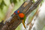 Animal;animals;Australasia;Australia;Avian;bird;bird-watching;bird_watching;birds;eco-tourism;eco_tourism;ecotourism;Fauna;Katherine;Katherine-Gorge;Katherine-Gorge-National-Park;Lorikeet;Lorikeets;N.T.;national-park;national-parks;Natural;Nature;Nitmiluk-N.P.;Nitmiluk-National-Park;Nitmiluk-NP;Northern-Territory;NT;Ornithology;Rainbow-Lorikeet;Rainbow-Lorikeets;rubritorquis;Top-End;Trichoglossus-haematodus;Trichoglossus-haematodus-rubritorquis;wild;Wildlife