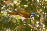 Animal;animals;Australasia;Australia;Avian;bird;bird-watching;bird_watching;birds;Blue_faced-Honeyeater;Blue_faced-Honeyeaters;eco-tourism;eco_tourism;ecotourism;Entomyzon-cyanotis;Fauna;honeyeater;honeyeaters;Katherine;Katherine-Gorge;Katherine-Gorge-National-Park;N.T.;national-park;national-parks;Natural;Nature;Nitmiluk-N.P.;Nitmiluk-National-Park;Nitmiluk-NP;Northern-Territory;NT;Ornithology;Top-End;wild;Wildlife