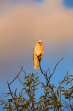 Australia;Australian;wildlife;animal;animals;Australian-wildlife;bird;birds;avian;bird-watching;Cacatua-sanguinea;Cacatua-sanguinea-sanguinea;cacatua;cockatoo;cockatoos;Little-Corella;Little-Corellas;Ornithology;white-cockatoo;Corella;Corellas
