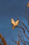 Australia;Australian;wildlife;animal;animals;Australian-wildlife;bird;birds;avian;bird-watching;Cacatua-sanguinea;Cacatua-sanguinea-sanguinea;cacatua;cockatoo;cockatoos;Little-Corella;Little-Corellas;Ornithology;white-cockatoo;Corella;Corellas;Mt-Dare;outback;South-Australia