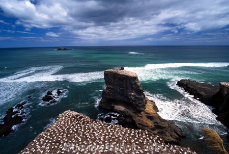 australasian-gannet;birds;bluff;bluffs;cliff;cliffs;cloud;clouds;coast;coastal;colonies;gannets;headland;morus-serrator;native;natural-history;nature;new-zealand;ocean;pacific;promontory;sea