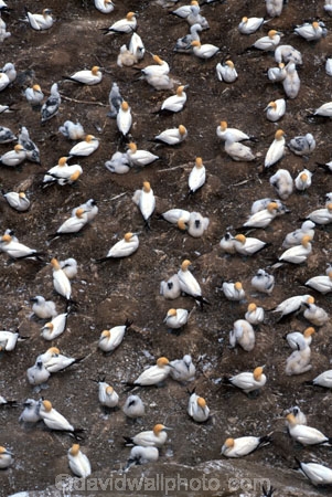 Aquatic;australasian-gannet;birds;birds,Community;colonies;Crowd;Crowded;Crowds;Group;Groups;Many;Marine-bird;Marine-birds;Mass;morus-serrator;native;natural-gannets;nature;nesting;new-zealand;Outdoor;Outdoors;Wild;Wildlife