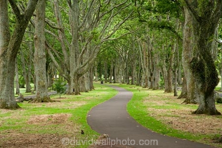 Auckland;Avenue;Avenues;Cornwall-Park;footpath;footpaths;N.I.;N.Z.;New-Zealand;NI;North-Island;NZ;Oak;Oak-tree;Oak-trees;Oaks;One-Tree-Hill;sidewalk;sidewalks;tree-trunk;tree-trunks;trunk;trunks;Twin-Oaks-Drive;walkway;walkways
