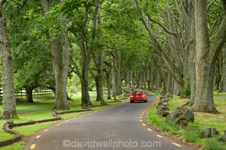 Auckland;automobile;automobiles;Avenue;Avenues;bend;bends;car;cars;corner;corners;Cornwall-Park;N.I.;N.Z.;New-Zealand;NI;North-Island;NZ;Oak;Oak-tree;Oak-trees;Oaks;One-Tree-Hill;red-car;red-cars;road;roads;travel;tree-trunk;tree-trunks;trunk;trunks;Twin-Oaks-Drive;vehicle;vehicles