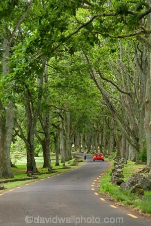 Auckland;automobile;automobiles;Avenue;Avenues;bend;bends;car;cars;corner;corners;Cornwall-Park;N.I.;N.Z.;New-Zealand;NI;North-Island;NZ;Oak;Oak-tree;Oak-trees;Oaks;One-Tree-Hill;red-car;red-cars;road;roads;travel;tree-trunk;tree-trunks;trunk;trunks;Twin-Oaks-Drive;vehicle;vehicles