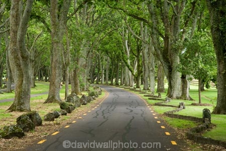 Auckland;Avenue;Avenues;bend;bends;corner;corners;Cornwall-Park;N.I.;N.Z.;New-Zealand;NI;North-Island;NZ;Oak;Oak-tree;Oak-trees;Oaks;One-Tree-Hill;road;roads;travel;tree-trunk;tree-trunks;trunk;trunks;Twin-Oaks-Drive