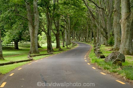 Auckland;Avenue;Avenues;bend;bends;corner;corners;Cornwall-Park;N.I.;N.Z.;New-Zealand;NI;North-Island;NZ;Oak;Oak-tree;Oak-trees;Oaks;One-Tree-Hill;road;roads;travel;tree-trunk;tree-trunks;trunk;trunks;Twin-Oaks-Drive