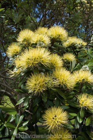 Auckland;Aurea;bloom;blooms;Cornwall-Park;flower;flowers;icon;icons;leaf;leaves;Metrosideros-excelsa;Metrosideros-excelsa-Aurea;N.I.;N.Z.;native;nature;New-Zealand;NI;north-is.;North-Island;NZ;One-Tree-Hill;Pohutukawa;pohutukawas;summer;symbol;symbols;Yellow;Yellow-Pohutukawa;Yellow-Pohutukawa-Flower;Yellow-Pohutukawa-Flowers;Yellow-Pohutukawas