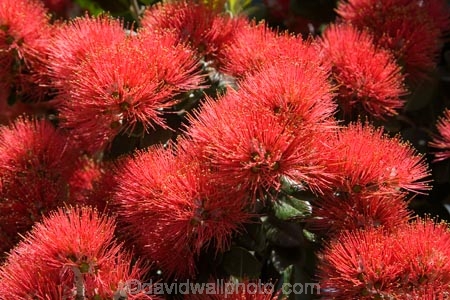 Auckland;crimson;flower;flowers;icon;icons;leaf;leaves;Metrosideros-excelsa;N.I.;N.Z.;native;nature;new-zealand;NI;north-is.;north-island;NZ;Pohutukawa;pohutukawas;red;summer;symbol;symbols