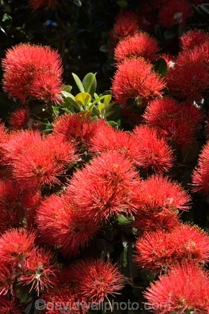 Auckland;crimson;flower;flowers;icon;icons;leaf;leaves;Metrosideros-excelsa;N.I.;N.Z.;native;nature;new-zealand;NI;north-is.;north-island;NZ;Pohutukawa;pohutukawas;red;summer;symbol;symbols