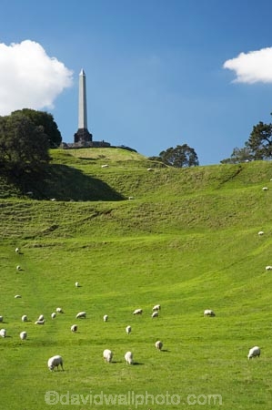 agricultural;agriculture;auckland;cornwall-park;farm;farming;farmland;farms;field;fields;grass;Maungakiekie;meadow;meadows;N.I.;n.z.;new-zealand;NI;north-island;nz;obelisk;one-tree-hill;one-tree-hill-domain;paddock;paddocks;pasture;pastures;sheep;stock;volcano;volcanoes