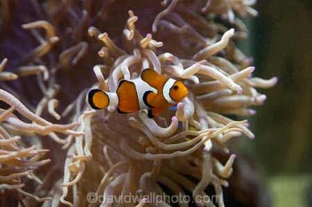 Auckland;Auckland-Museum;Auckland-War-Memorial-Museum;museum;museums;N.I.;N.Z.;New-Zealand;NI;North-is;North-Island;NZ;wildlife-park;wildlife-parks;Western-Clownfish;Amphiprion-ocellaris;Anemone