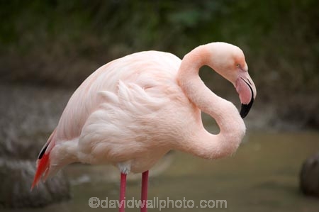 Animal;animals;Auckland;Auckland-Zoo;Avian;bird;bird-watching;bird_watching;birds;eco-tourism;eco_tourism;ecotourism;Fauna;flamingo;flamingoes;Greater-flamingo;Greater-flamingoes;N.I.;N.Z.;Natural;Nature;New-Zealand;NI;North-is;North-Island;NZ;Ornithology;Phoenicopterus-roseus;pink-flamingo;pink-flamingoes;wildlife;wildlife-park;wildlife-parks;zoo;zoos;zoozs