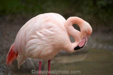 Animal;animals;Auckland;Auckland-Zoo;Avian;bird;bird-watching;bird_watching;birds;eco-tourism;eco_tourism;ecotourism;Fauna;flamingo;flamingoes;Greater-flamingo;Greater-flamingoes;N.I.;N.Z.;Natural;Nature;New-Zealand;NI;North-is;North-Island;NZ;Ornithology;Phoenicopterus-roseus;pink-flamingo;pink-flamingoes;wildlife;wildlife-park;wildlife-parks;zoo;zoos;zoozs