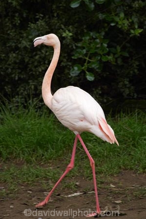 Animal;animals;Auckland;Auckland-Zoo;Avian;bird;bird-watching;bird_watching;birds;eco-tourism;eco_tourism;ecotourism;Fauna;flamingo;flamingoes;Greater-flamingo;Greater-flamingoes;N.I.;N.Z.;Natural;Nature;New-Zealand;NI;North-is;North-Island;NZ;Ornithology;Phoenicopterus-roseus;pink-flamingo;pink-flamingoes;wildlife;wildlife-park;wildlife-parks;zoo;zoos;zoozs