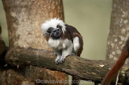 animal;animals;Auckland;Auckland-Zoo;Cotton-top-tamarin;Cotton-top-tamarins;Cotton_top-tamarin;Cotton_top-tamarins;Cottontop-tamarin;Cottontop-tamarins;fauna;mammal;mammals;N.I.;N.Z.;New-Zealand;NI;North-is;North-Island;NZ;primate;primates;Saguinus-oedipus;tamarin;tamarins;wildlife;wildlife-park;wildlife-parks;zoo;zoos;zoozs