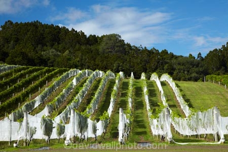 agricultural;agriculture;Ascension-Vineyard;Ascension-Wine-Estate;Ascension-Winery;Auckland;Auckland-region;country;countryside;crop;crops;cultivation;farm;farming;farmland;farms;field;fields;grape;grapes;grapevine;horticulture;Matakana;N.Z.;New-Zealand;North-Auckland;North-Is.;North-Island;Nth-Is;NZ;Rodney-District;row;rows;rural;vine;vines;vineyard;vineyards;vintage;wine;wineries;winery;wines