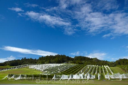 agricultural;agriculture;Ascension-Vineyard;Ascension-Wine-Estate;Ascension-Winery;Auckland;Auckland-region;country;countryside;crop;crops;cultivation;farm;farming;farmland;farms;field;fields;grape;grapes;grapevine;horticulture;Matakana;N.Z.;New-Zealand;North-Auckland;North-Is.;North-Island;Nth-Is;NZ;Rodney-District;row;rows;rural;vine;vines;vineyard;vineyards;vintage;wine;wineries;winery;wines