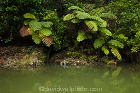 Auckland;Auckland-Region;beautiful;beauty;bush;cyathea;endemic;fern;ferns;forest;forests;frond;fronds;green;lush;Matakana;Matakana-River;N.I.;N.Z.;native;native-bush;natives;natural;nature;New-Zealand;NI;North-Auckland;North-Is.;North-Island;Nth-Is;NZ;ponga;pongas;punga;pungas;river;rivers;Rodney-District;scene;scenic;tree;tree-fern;tree-ferns;trees;verdant