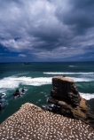 australasian-gannet;birds;bluff;bluffs;cliff;cliffs;cloud;clouds;coast;coastal;colonies;gannets;headland;morus-serrator;native;natural-history;nature;new-zealand;ocean;pacific;promontory;sea