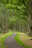 Auckland;Avenue;Avenues;Cornwall-Park;footpath;footpaths;N.I.;N.Z.;New-Zealand;NI;North-Island;NZ;Oak;Oak-tree;Oak-trees;Oaks;One-Tree-Hill;sidewalk;sidewalks;tree-trunk;tree-trunks;trunk;trunks;Twin-Oaks-Drive;walkway;walkways