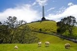 agricultural;agriculture;Animal;Animals;Auckland;Cronwall-Park;Daytime;ewes;farm;Farm-animals;farming;farms;field;fields;Herbivore;Herbivores;Herbivorous;Livestock;Mammal;Mammals;Maungakiekie;meadow;meadows;N.I.;N.Z.;New-Zealand;NI;North-Island;NZ;obelisk;One-Tree-Hill;One-Tree-Hill-Domain;Outdoor;Outdoors;Outside;paddock;paddocks;pasture;pastures;Sheep;stock;white;wool;woolly;wooly