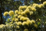 Auckland;Aurea;bloom;blooms;Cornwall-Park;flower;flowers;icon;icons;leaf;leaves;Metrosideros-excelsa;Metrosideros-excelsa-Aurea;N.I.;N.Z.;native;nature;New-Zealand;NI;north-is.;North-Island;NZ;One-Tree-Hill;Pohutukawa;pohutukawas;summer;symbol;symbols;Yellow;Yellow-Pohutukawa;Yellow-Pohutukawa-Flower;Yellow-Pohutukawa-Flowers;Yellow-Pohutukawas