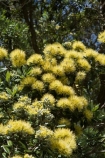 Auckland;Aurea;bloom;blooms;Cornwall-Park;flower;flowers;icon;icons;leaf;leaves;Metrosideros-excelsa;Metrosideros-excelsa-Aurea;N.I.;N.Z.;native;nature;New-Zealand;NI;north-is.;North-Island;NZ;One-Tree-Hill;Pohutukawa;pohutukawas;summer;symbol;symbols;Yellow;Yellow-Pohutukawa;Yellow-Pohutukawa-Flower;Yellow-Pohutukawa-Flowers;Yellow-Pohutukawas