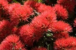 Auckland;crimson;flower;flowers;icon;icons;leaf;leaves;Metrosideros-excelsa;N.I.;N.Z.;native;nature;new-zealand;NI;north-is.;north-island;NZ;Pohutukawa;pohutukawas;red;summer;symbol;symbols