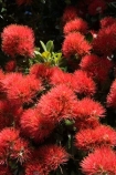 Auckland;crimson;flower;flowers;icon;icons;leaf;leaves;Metrosideros-excelsa;N.I.;N.Z.;native;nature;new-zealand;NI;north-is.;north-island;NZ;Pohutukawa;pohutukawas;red;summer;symbol;symbols