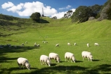 agricultural;agriculture;auckland;cornwall-park;farm;farming;farmland;farms;field;fields;grass;Maungakiekie;meadow;meadows;N.I.;n.z.;new-zealand;NI;north-island;nz;obelisk;one-tree-hill;one-tree-hill-domain;paddock;paddocks;pasture;pastures;sheep;stock;volcano;volcanoes